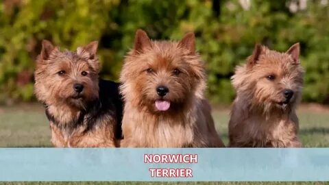 Норвич терьер