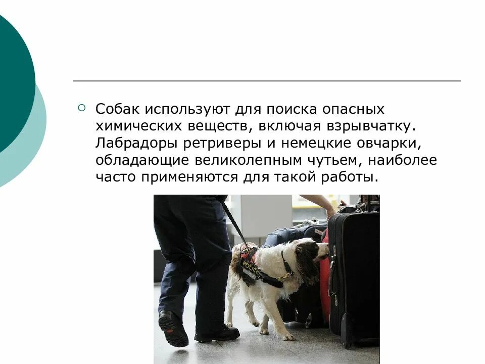 Как люди используют собаку. Собака поводырь. Профессии собак презентация. Как люди используют собаку. Собака ищейка.