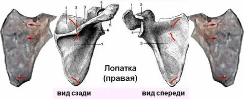 Правая лопатка это