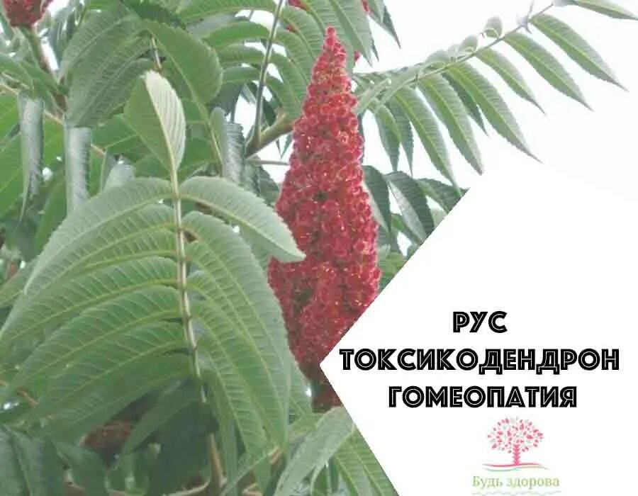 Рус токсикодендрон гомеопатия. Rhus toxicodendron. rhus toxicodendron. рус токсикодендрон (сумах ядовитый).. токсикодендрон дуболистный.