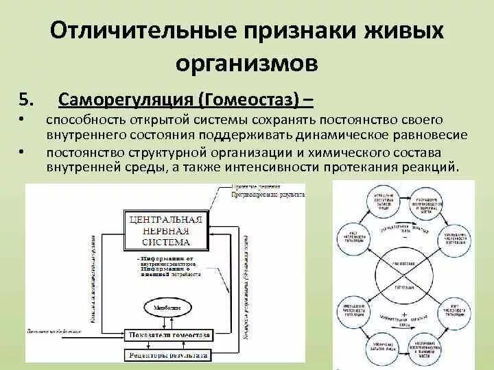 Типы признаков живых систем. Типы признаков живых систем