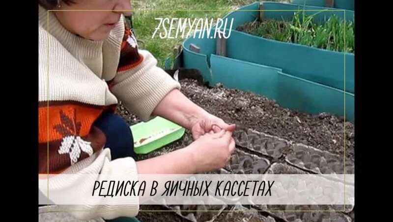 Посадка редиса в 2025