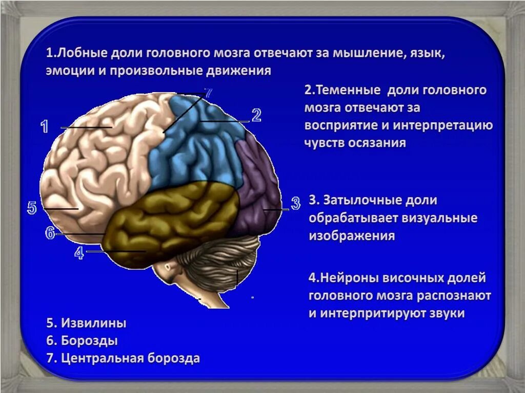 Развитие лобные доли мозга