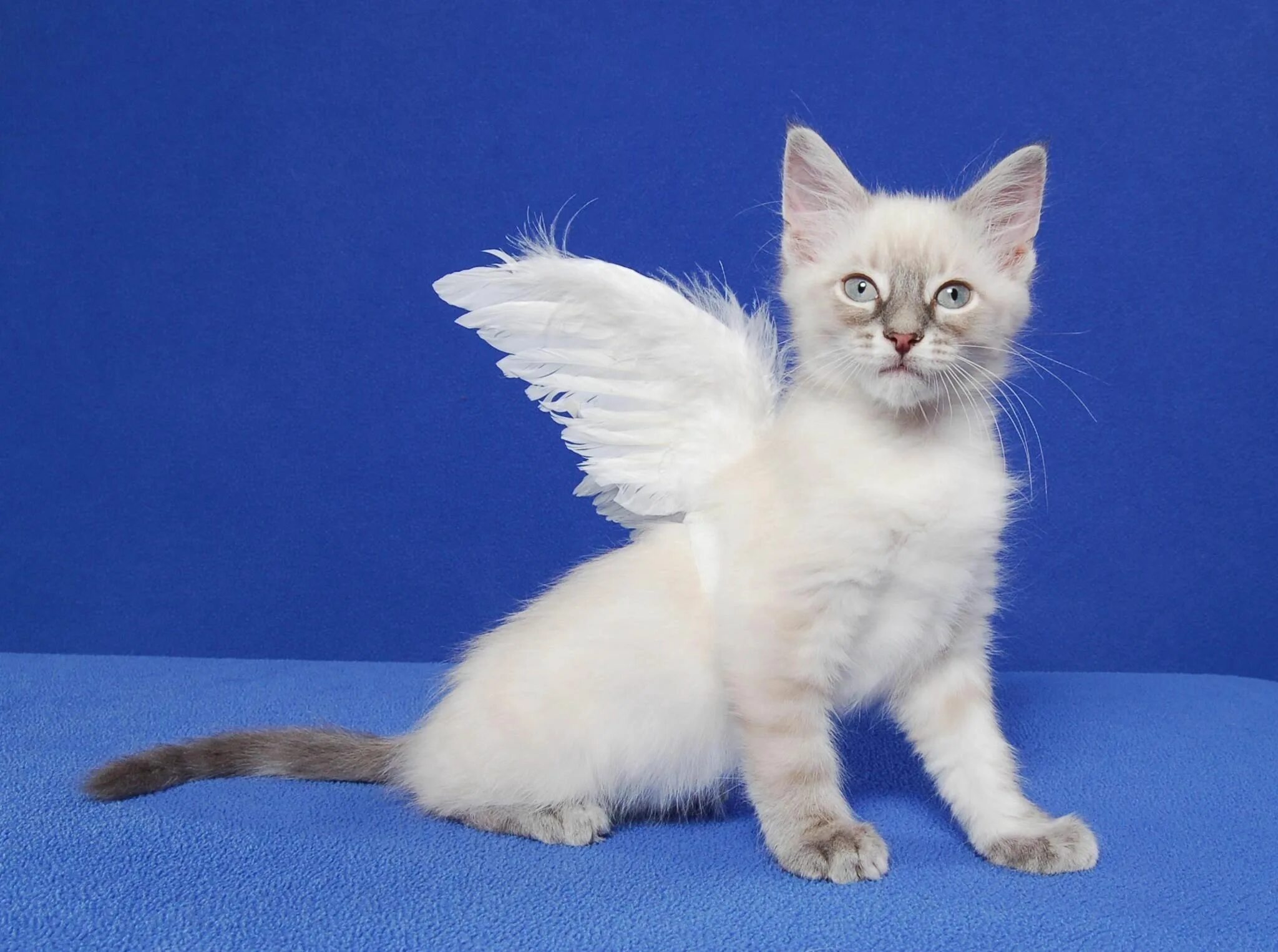 Кошка ангел. Кошки ангелы порода. Ангельская кошечка. Кошки ангелы фото. Pet angel