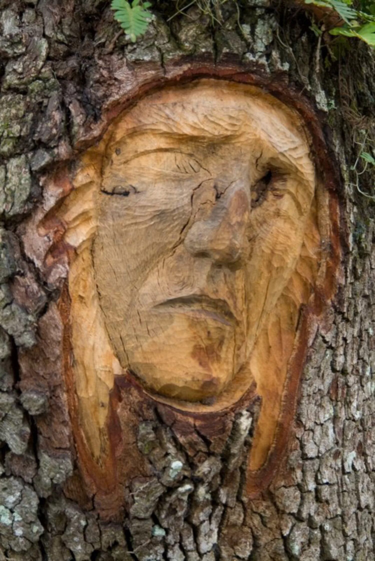 Картинки лицо дерево. Кит Дженнингс. Дерево с лицом. Лицо на стволе дерева. Дерево вырезанное из дерева.