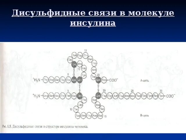 Образование дисульфидной связи. Дисульфидные и водородные связи в волосе. Образование дисульфидные связи. Дисульфидные связи в структуре. Дисульфидные связи в волосах.