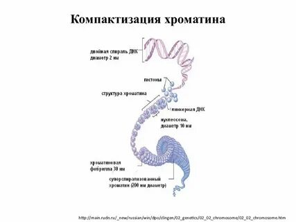 Уровни упаковки белка