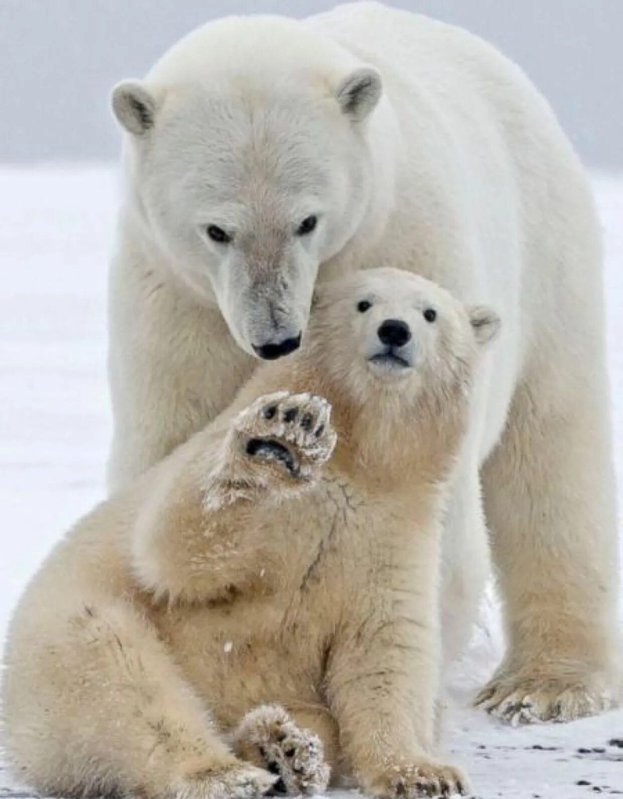 Медведи живут на севере. Животные севера. Полярные животные. Белый медведь. Животные Арктики.