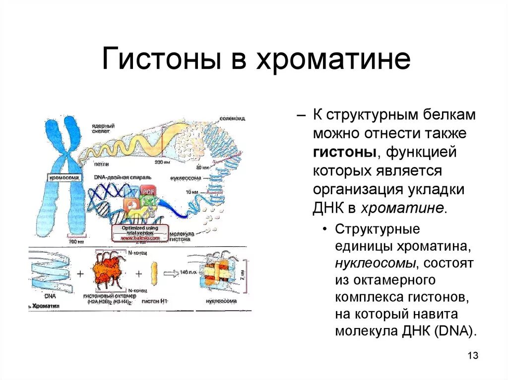 Связана с белками гистонами. Строение гистоновых белков. Строение гистонов биохимия. Гистоновые белки хроматина. Гистоны и строение хроматина.