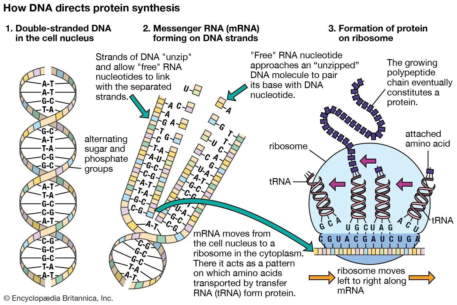 Значение клетки днк. Protein Synthesis DNA. ДНК находится в ядре клетки. Подвижность ДНК. Protein Synthesis in DNA.