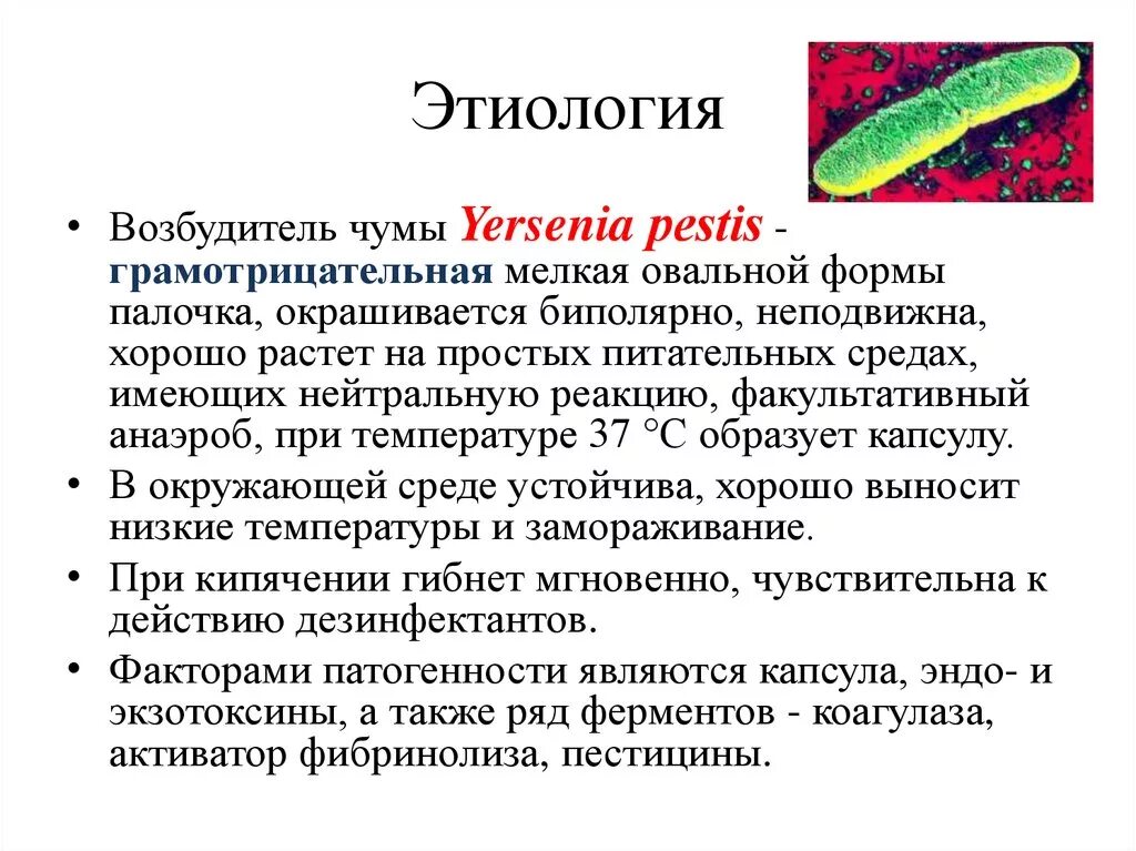 Иерсиния пестис возбудитель чумы. Таблица чума заболеваний возбудитель. Строение бактерии возбудителя чумы. Бактерия Yersinia pestis возбудитель.