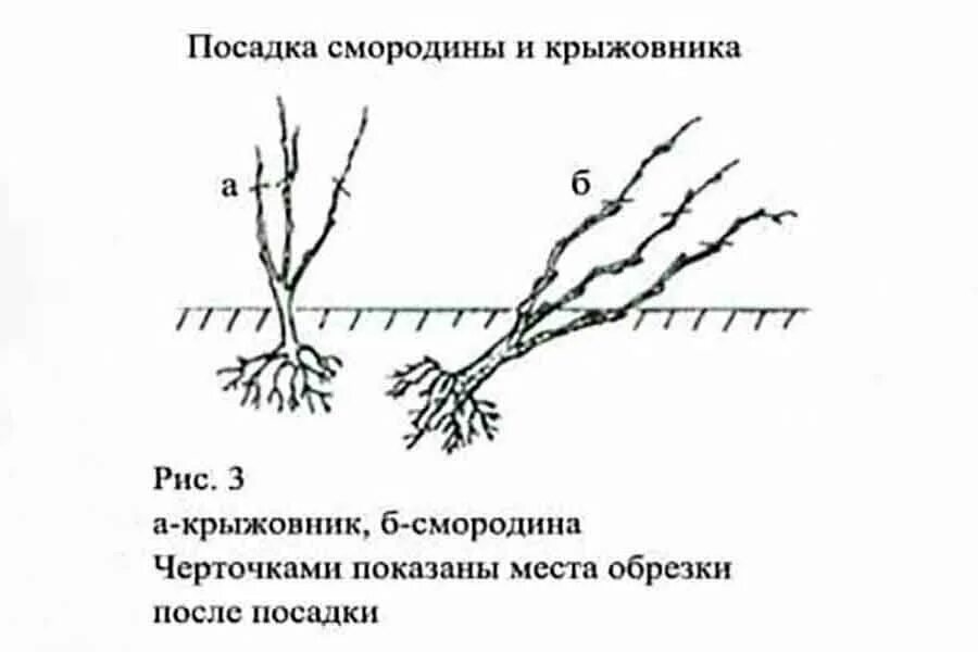 Процесс смородины. Схема посадка кустов смородины весной. посадка смородины весной в открытый грунт саженцами. отводками куста крыжовника.. посадка саженцев смородины весной в открытый грунт.