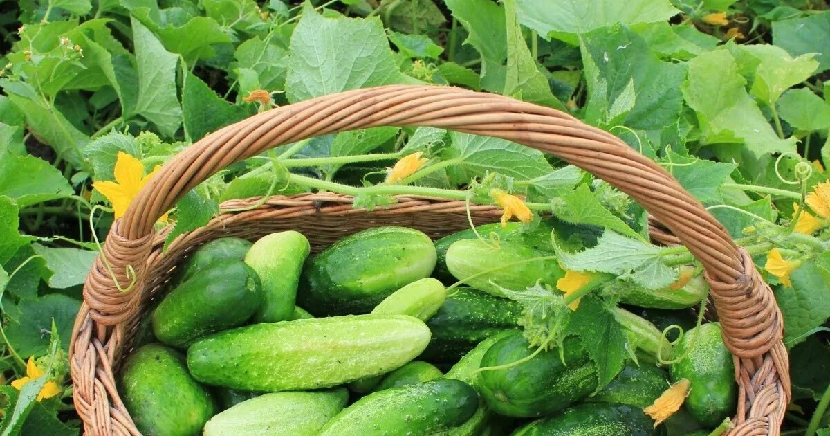 фуд сити калужское шоссе. овощи на рынке. даниловский рынок москва. овощной развал. продуктовый рынок.