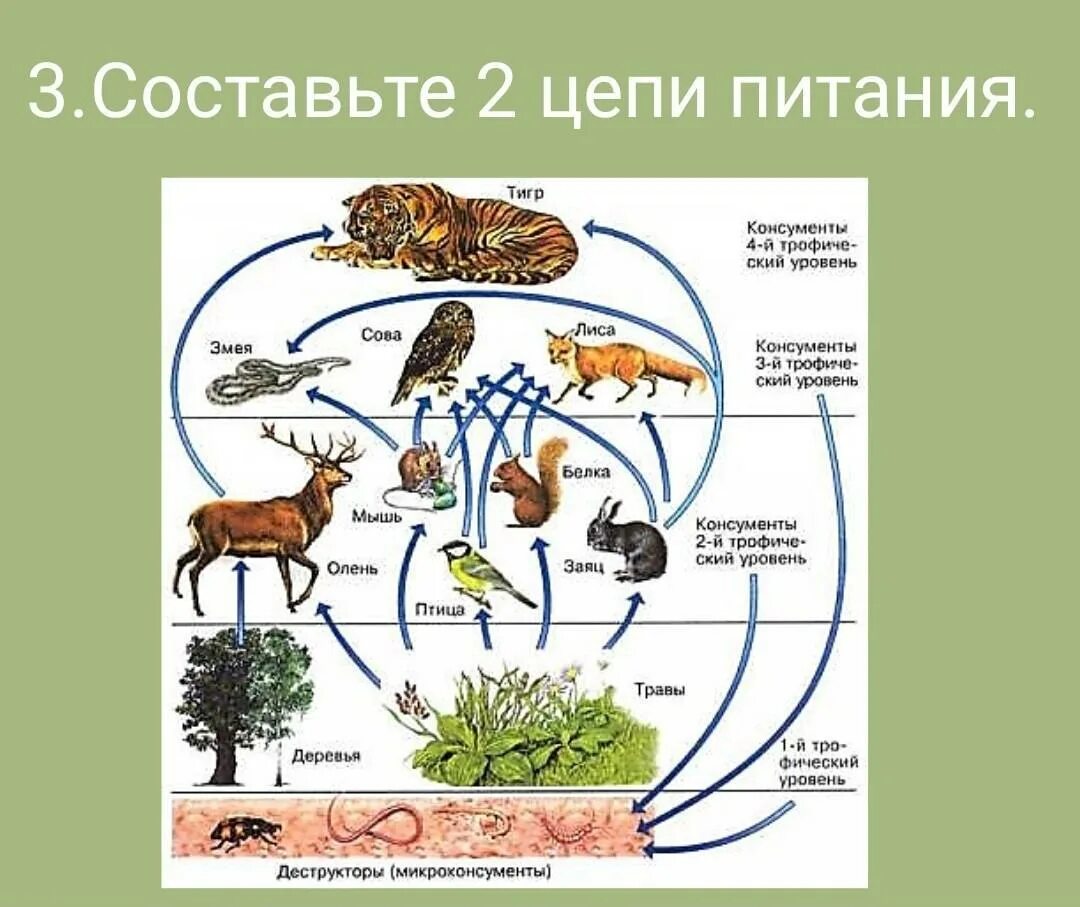 Составьте несколько пищевых цепей