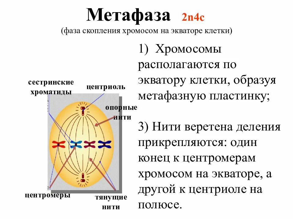 Метафаза 2. Метафаза 2 митоза. Метафаза метафазная пластинка. Метафаза нити веретена деления.