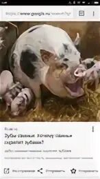 Почему поросенок скрипит зубами