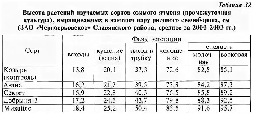 Ячмень растет в поле. Высота ячменя. Высокоурожайные сорта ячменя ярового. Ячмень сорт буран. Пшеница сорт ахмат.