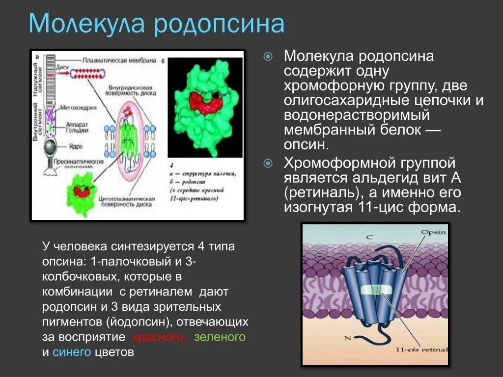 Пигмент йодопсин. Зрительный пигмент родопсин. Молекула родопсина. Родопсин структура. Зрительный пигмент родопсин содержится.