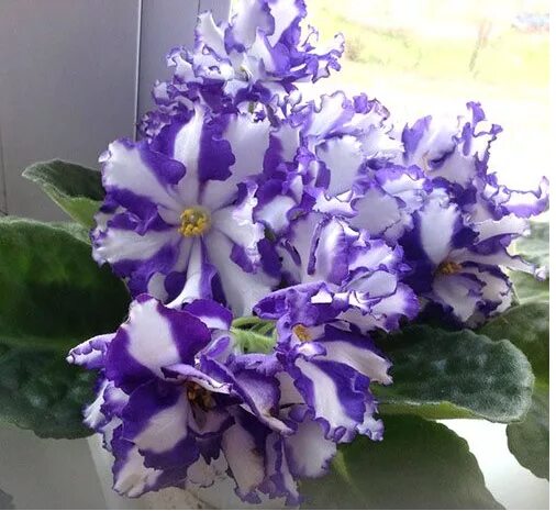 Фиалка arctic frost. Sorano). Arctic frost (s. Arctic frost (s. Фиалка фрост.