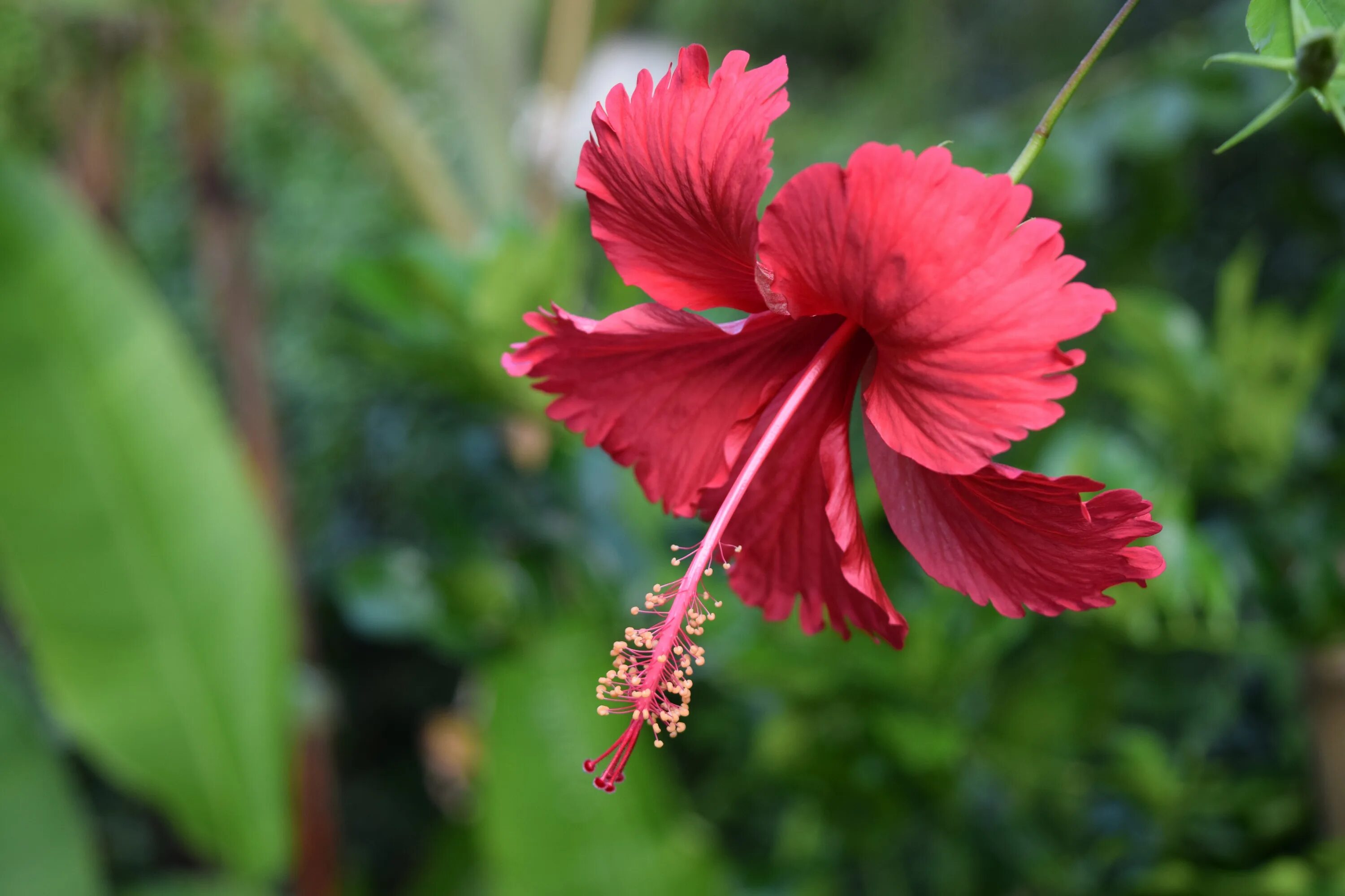 Чили Сельва тропические цветы. Гибискус розовый Тайланд. Гибискус папоротник. Гибискус в Тайланде. Flower mm2