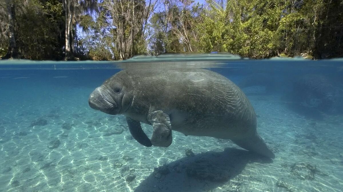 Manatee