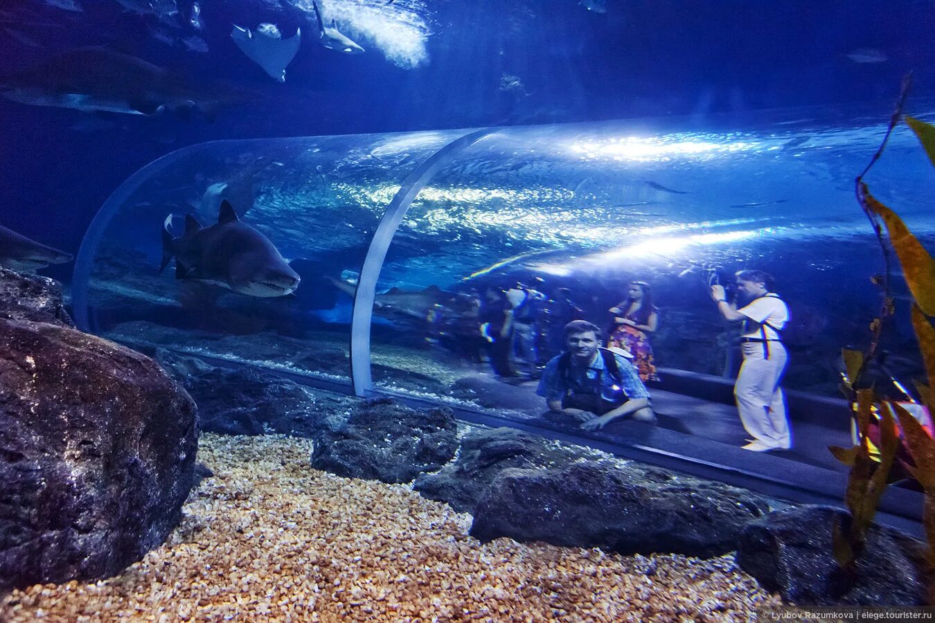 Siam Ocean World в Бангкоке. Океанариум Эйлат. Siam Ocean World ― всемирно известный океанариум. Гдыня океанариум. Океанариум новости