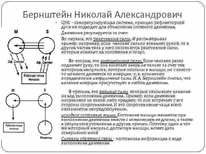 Конструктивная теория функций бернштейн. Схема движения бернштейна. схема рефлекторного кольца н. а. бернштейна. уровни развития по бернштейну. рефлекторное кольцо бернштейна кратко.