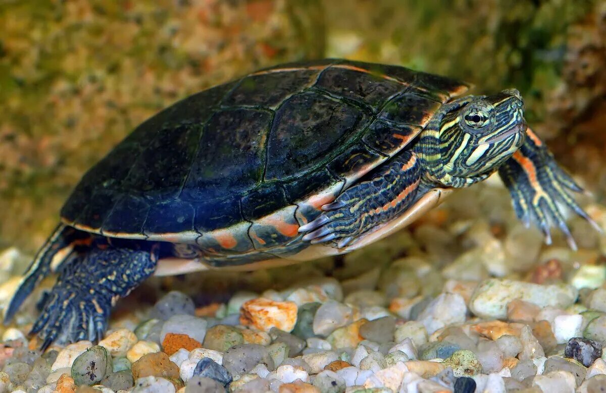Красноухая Пресноводная черепаха. Красноухая Болотная черепаха. Американская красноухая черепаха. Морская черепаха красноухая.