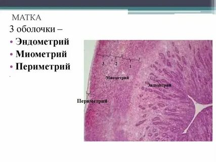 Передняя стенка шейки матки