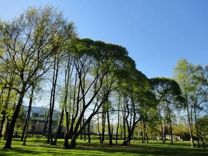 Таврический сад санкт петербург потемкинская улица