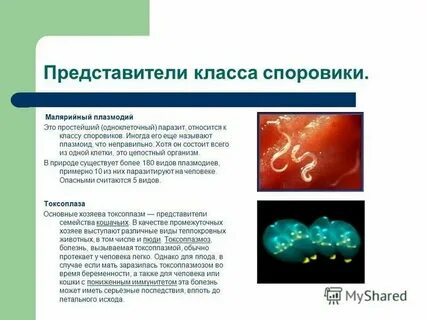 Какие классы относятся к типу простейшие