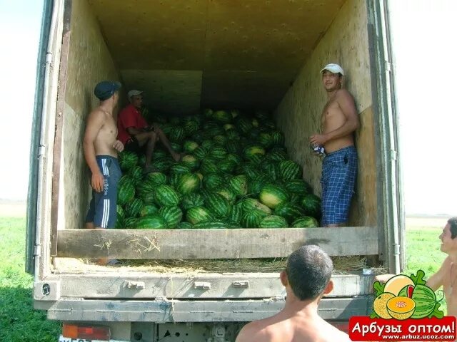 КАМАЗ С арбузами. Фура арбузов. Фура с арбузами. Грузим арбузы. Арбузы везем