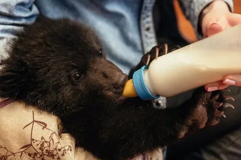 К чему снится кормить медведя