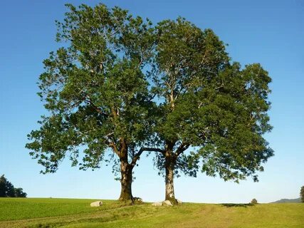 Row tree