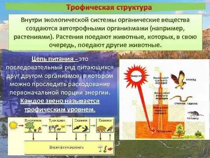 1 трофический уровень составляет