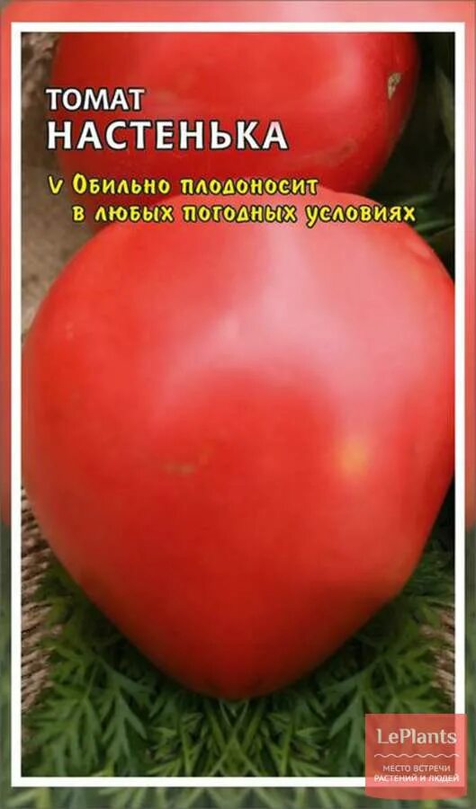 ТОМАТ НАСТЕНЬКА. ДЕГУСТАЦИЯ. Ольга Чернова 10 июля. - YouTube