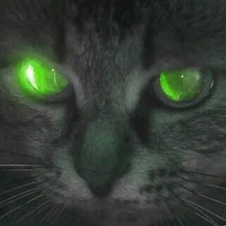 Cursed cat