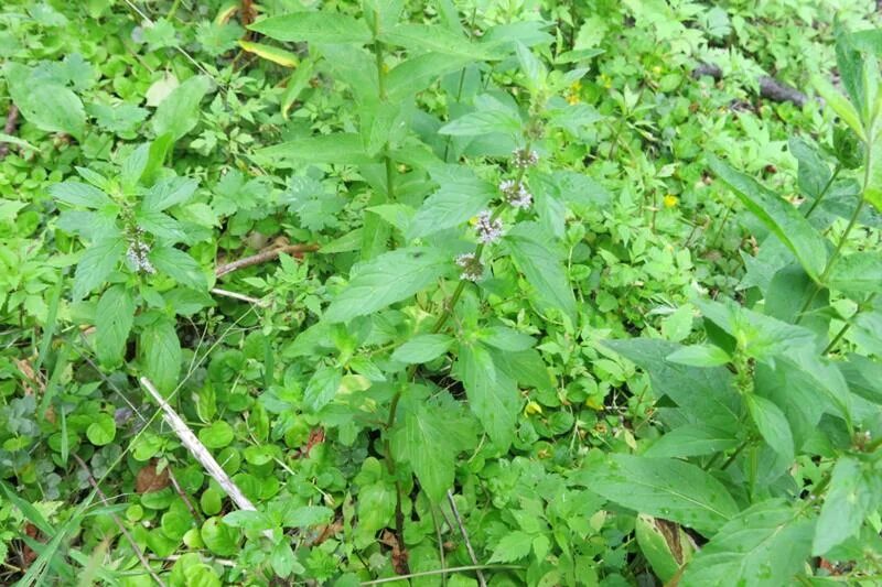 Growing Hermione's Garden: Ligusticum poteria - Wild Lovage Planting herbs, Medi