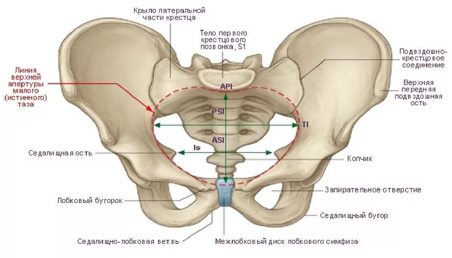 Строение подвздошной кости таза. Подвздошная кость анатомия человека строение и функции. Тазовая кость таз в целом анатомия. Скелет тазобедренный сустав анатомия. Подвздошная кость таза анатомия человека.