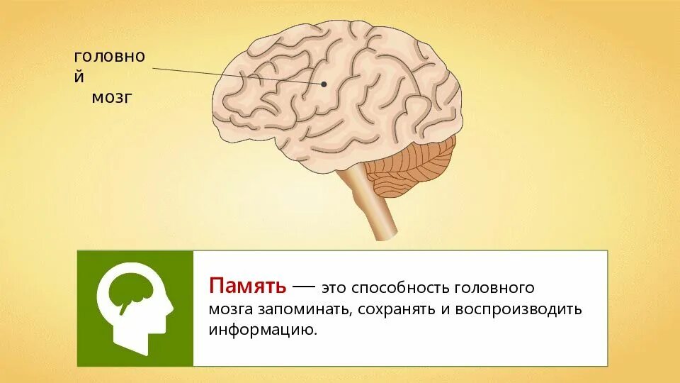 Мозг память. Память презентация. Мозг и память человека. Память и обучение биология. Память биология 8