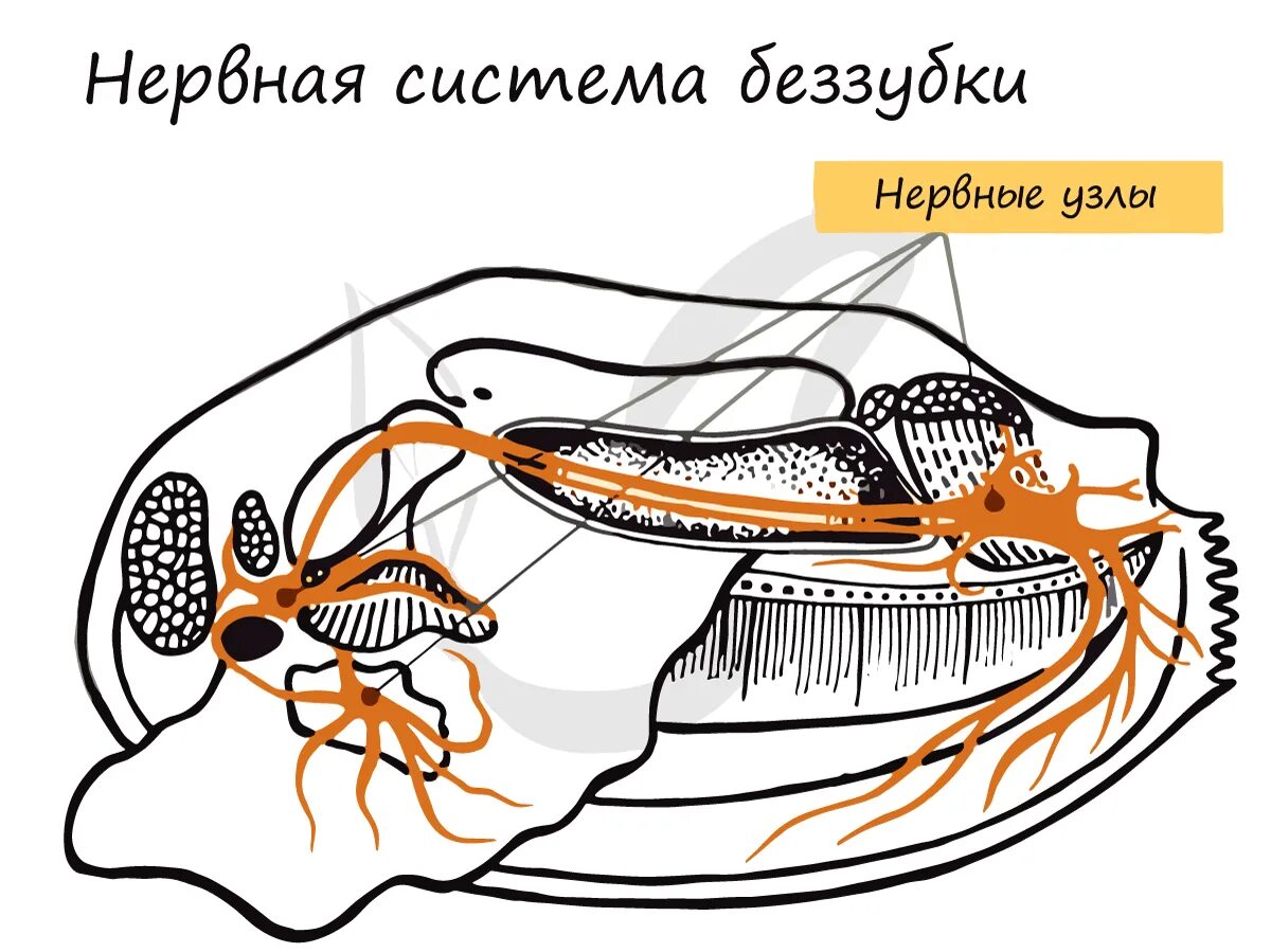 Нервная система двустворчатых моллюсков беззубка. Нервная система беззубки. Беззубка нервный ганглий. Нервная система беззубки класс двустворчатые представлена. Дыхание улиток