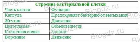 Бактериальная клетка таблица
