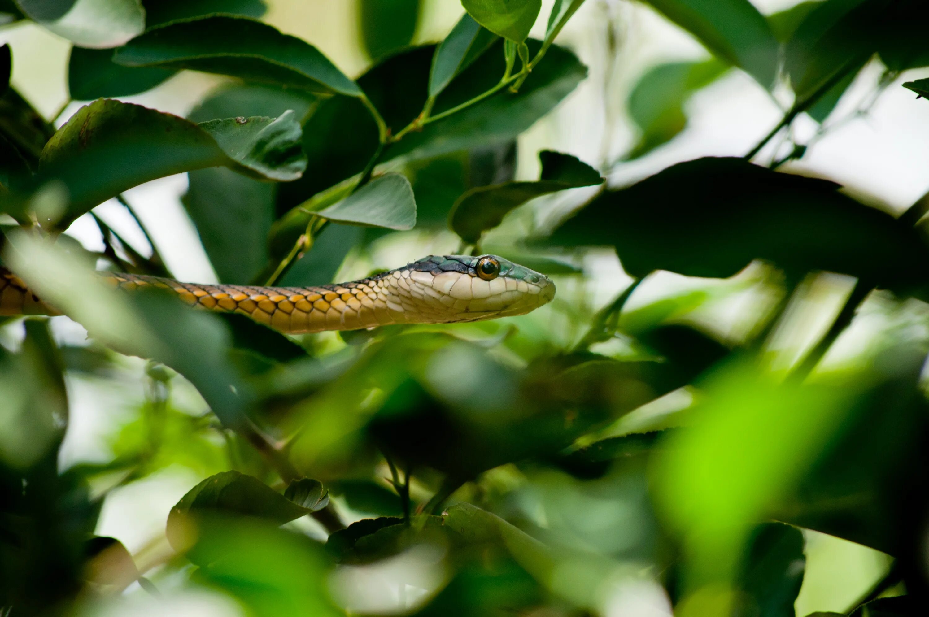 Бразильская Кобра. Виноградная остроголовая змея. Тропические змеи. Змеи тропиков.
