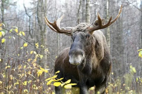 Японский лось