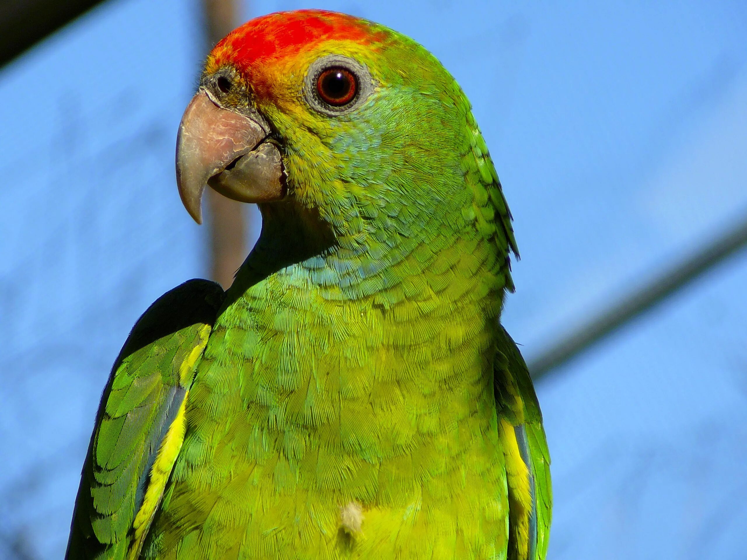 Кто такой попугай. Амазон попугай. Зеленый амазонский попугай. Попугай породы Амазон. Аратинга попугай краснохвостый.