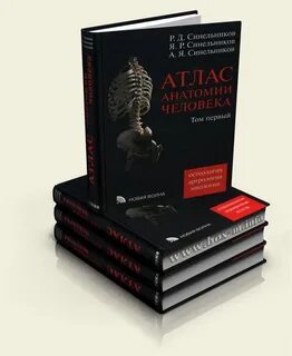 Синельников атлас анатомии человека 3