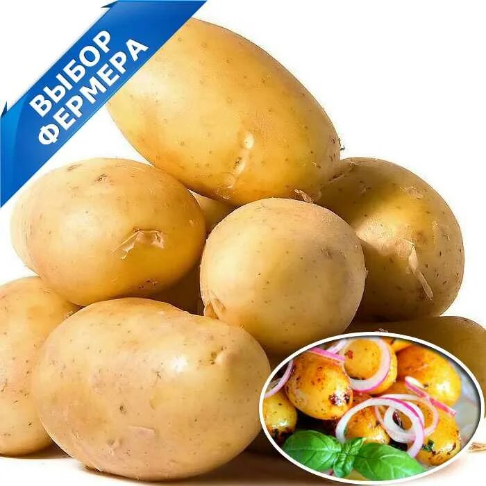 Сорт картофеля ред леди. Сорт картофеля леди клер. сорт картофеля леди клэр. картофель сорт гулливер. картофель семенной гулливер.