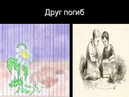Андерсен ромашка