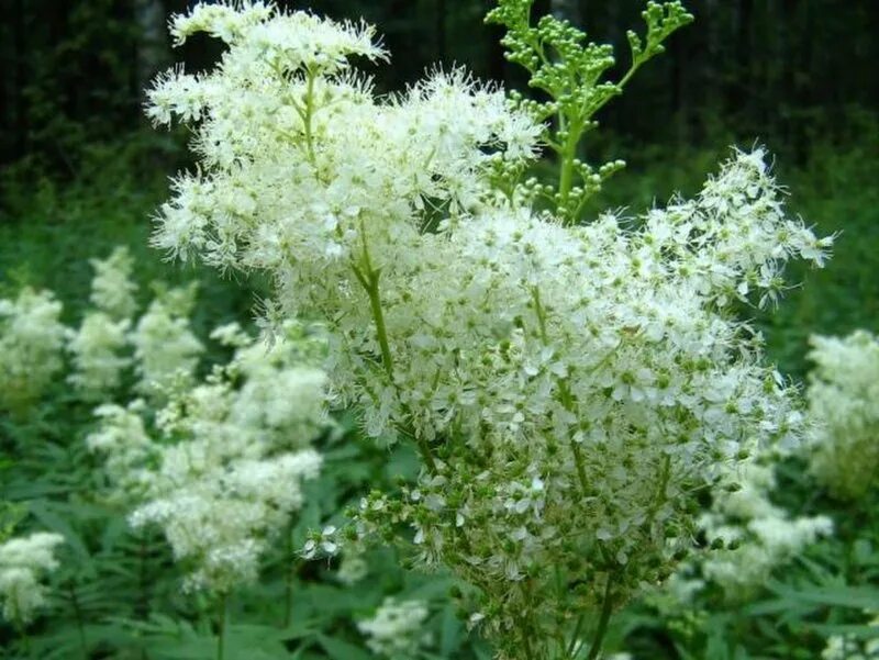 полезные свойства белоголовника. таволга вязолистная. таволга белоголовник. полезные свойства белоголовника. таволга вязолистная (filipéndula ulmária).