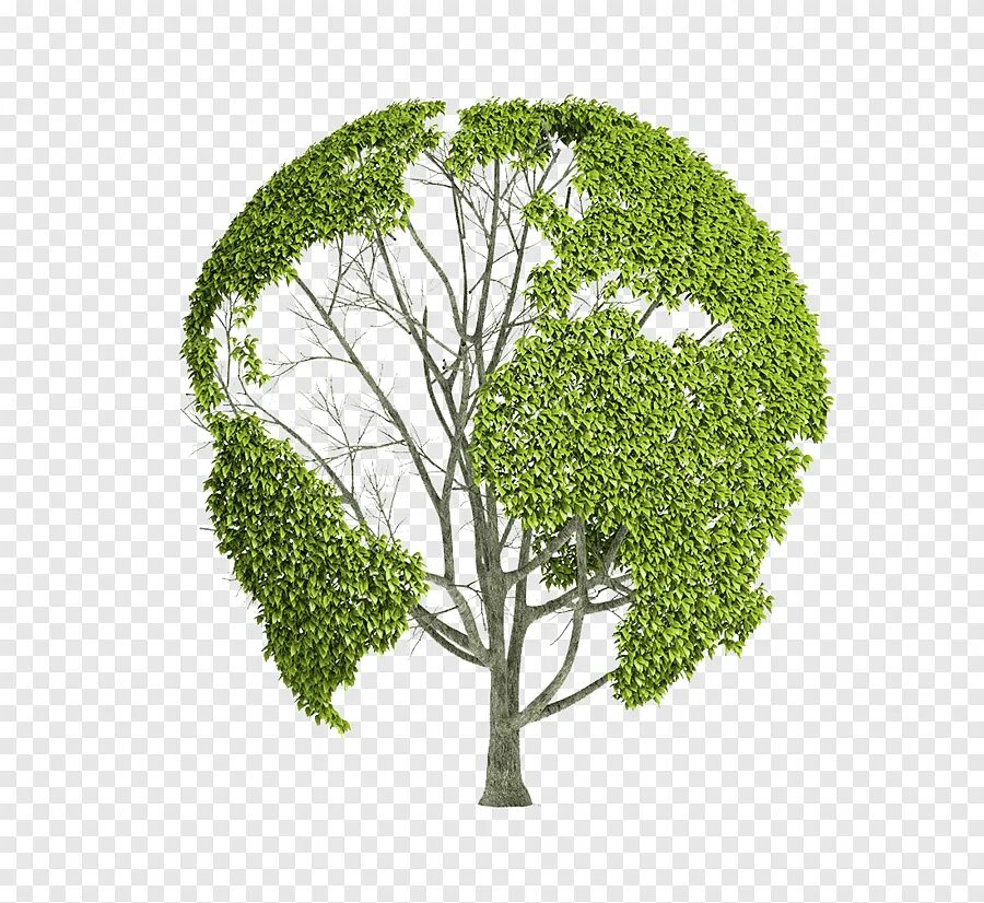 Tree green days